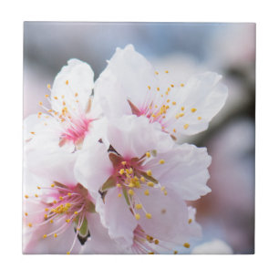 Blüte des Mandelbaums Fliese