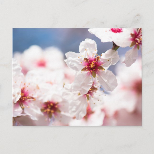 Blüte des Mandelbaums Postkarte (Vorderseite)