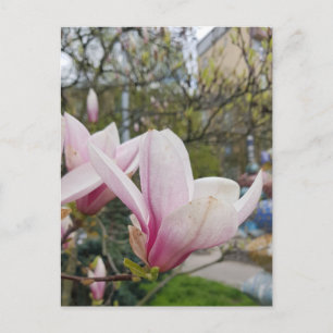 Blüte großer rosa magnolische Blume. Frühjahr Postkarte