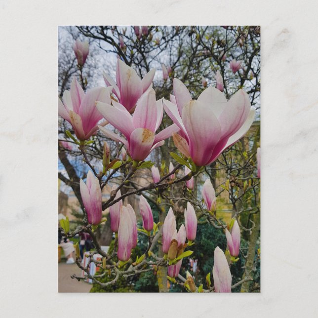 Blüte großer rosa magnolischer Blume Postkarte (Vorderseite)