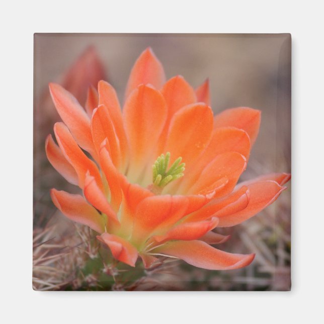 Blüte in orangefarbenem Magnet (Vorne)