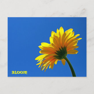BLÜTE! Postkarte