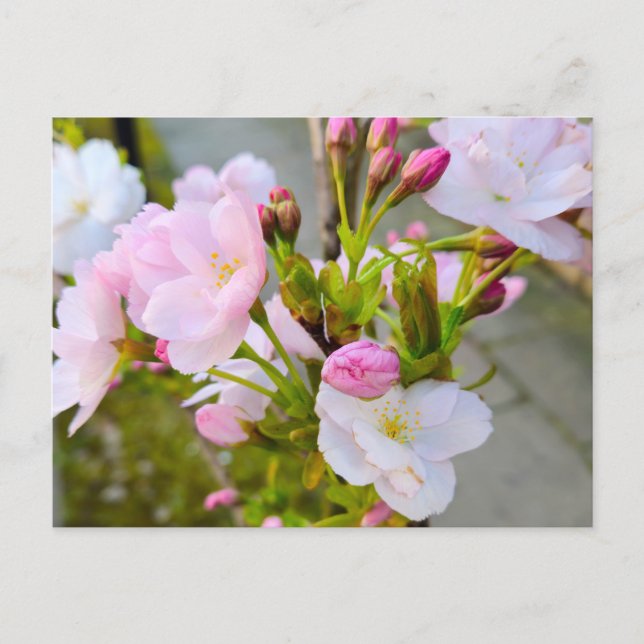 Blüte  postkarte (Vorderseite)