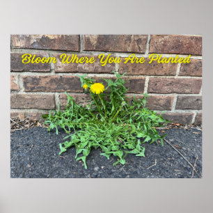 Blüte, wo man Kronleuchter gepflanzt hat Poster