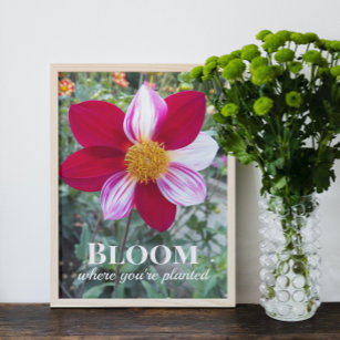 Blüte, wo man Zitat pflanzt Blumenzettel Poster