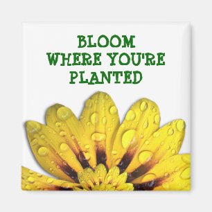 Blüte, wo Sie gepflanzter Magnet sind
