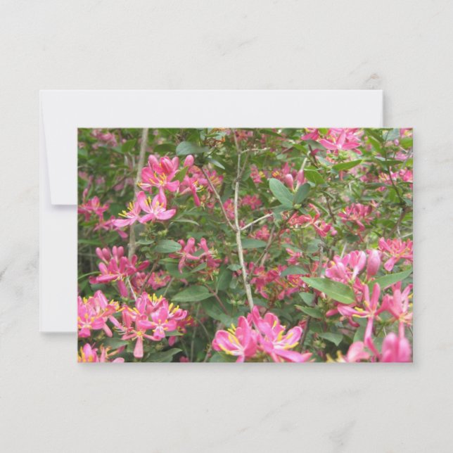 Blüten (Vorderseite)