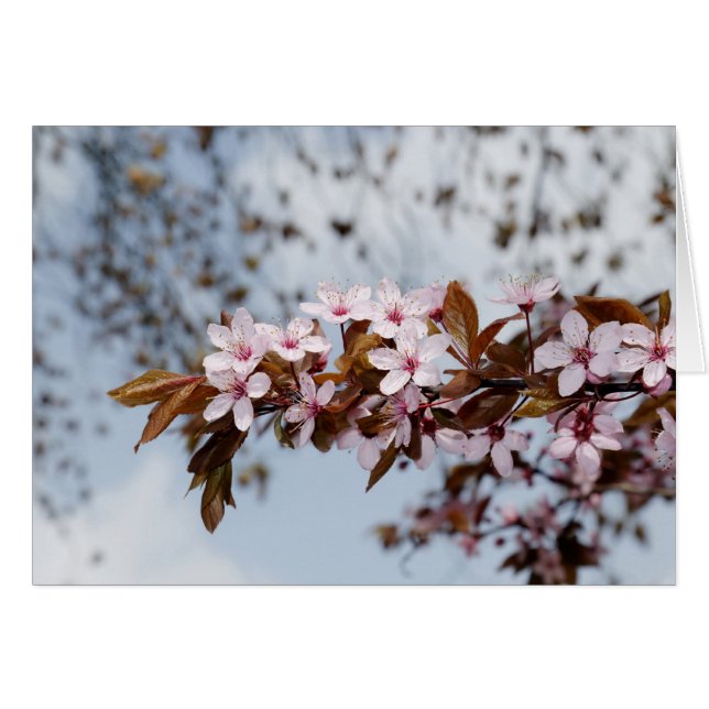 Blüten (Vorderseite (Horizontal))