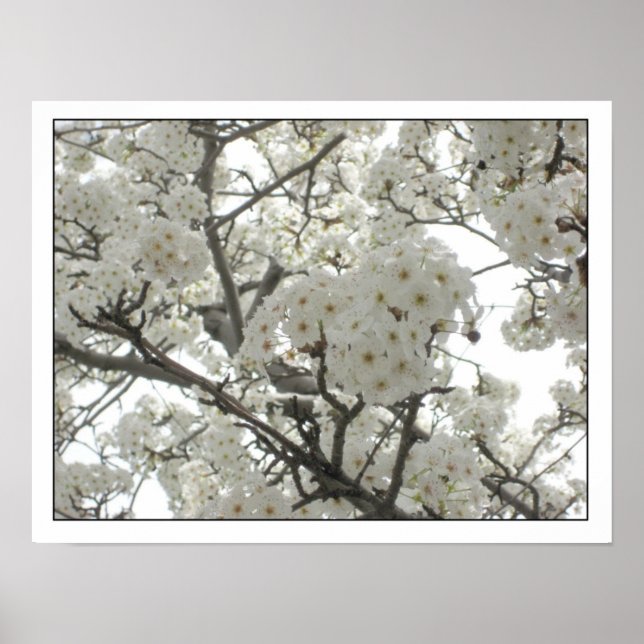 Blüten1 Poster (Vorne)