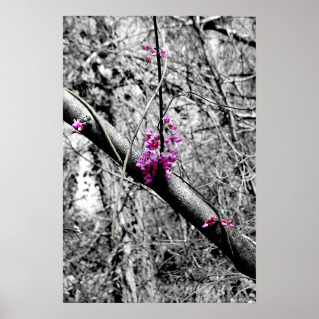 Blüten 2 poster (Vorne)