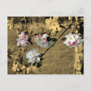 Blüten auf Sepia-Blumen-Postkarte Postkarte