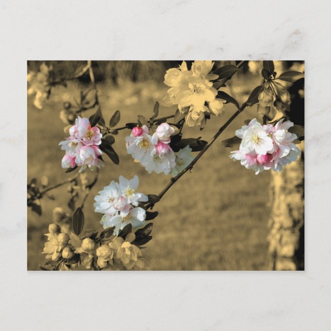 Blüten auf Sepia-Blumen-Postkarte Postkarte (Vorderseite)