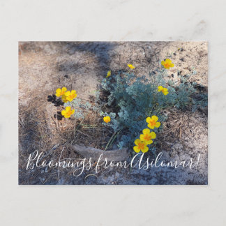 Blüten aus Asilomar: Maritimen Postkarte