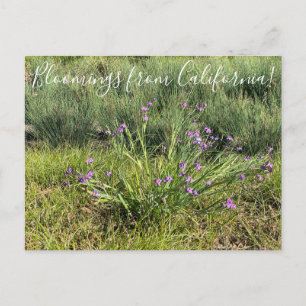 Blüten aus Kalifornien: Blaue Augen Postkarte