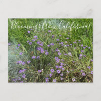 Blüten aus Kalifornien: Blaues Mit Augen Gras