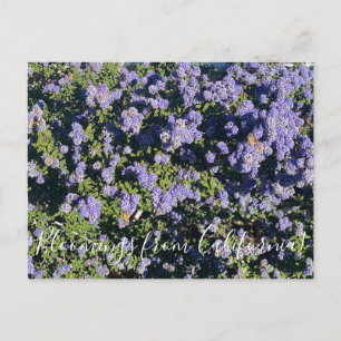 Blüten aus Kalifornien: Ceanothus Dark Star Pos Postkarte