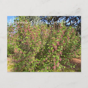 Blüten aus Kalifornien: Chaparral Currant Postc Postkarte