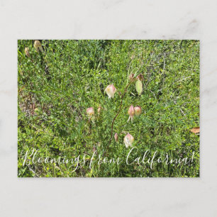 Blüten aus Kalifornien: Fairy Lanterns Postkarte