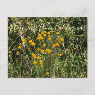 Blüten aus Kalifornien: Goldener Schafgarben Postkarte