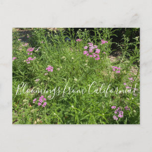 Blüten aus Kalifornien: Island Pink Postkarte