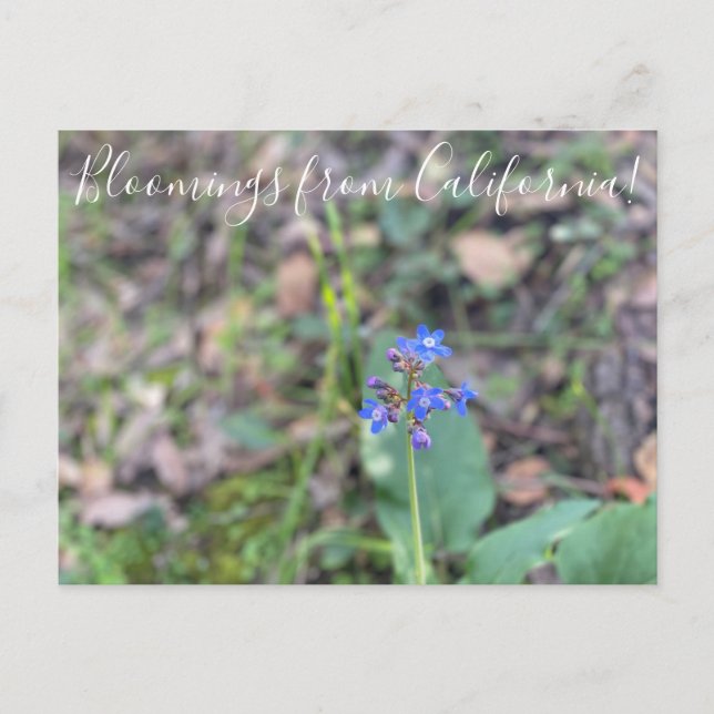 Blüten aus Kalifornien: Pazifik-Hund-Zunge Postkarte (Vorderseite)