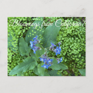 Blüten aus Kalifornien: Pazifik-Hundszunge  Postkarte