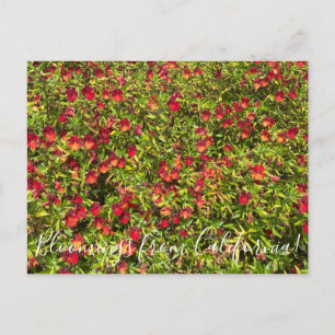 Blüten aus Kalifornien: Rote Monkeyblumen Postkarte