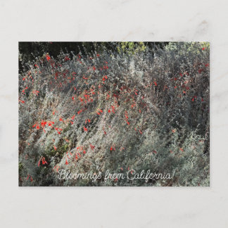 Blüten aus Kalifornien: September Fuchsie Postkarte