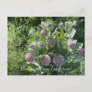 Blüten aus Kalifornien: Showy Milkweed Postcard Postkarte