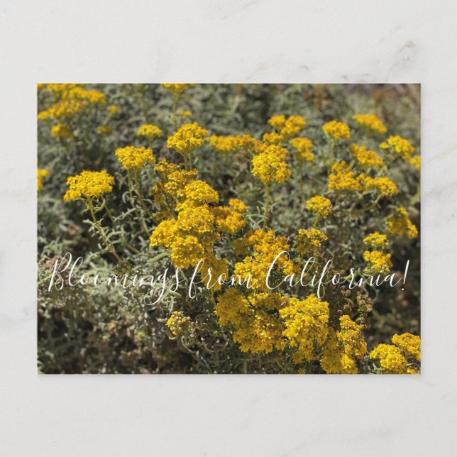 Blüten aus Kalifornien: Sonnenblumen am Meer Postkarte (Vorderseite)