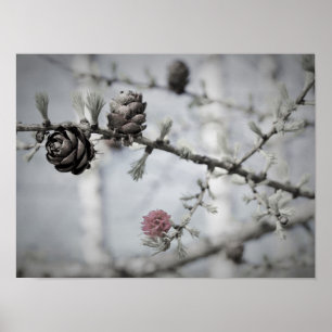 Blüten-Baum Poster