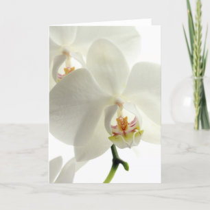 Blüten Blumen Orchideen Frieden Liebe Schicksal Dankeskarte