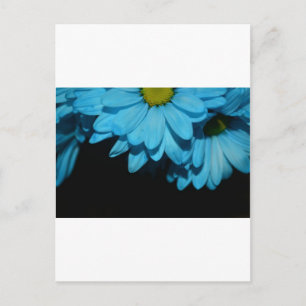 Blüten Daisy Blume Frieden Liebe Natur Schicksal Postkarte