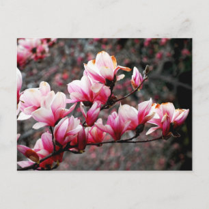 Blüten der Georgetown University, Washington, DC Postkarte