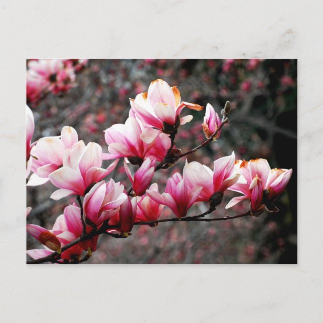 Blüten der Georgetown University, Washington, DC Postkarte (Vorderseite)