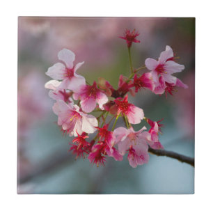 Blüten der Kirschblüten Fliese