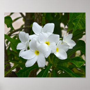 Blüten der weißen Plumeria Poster