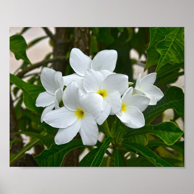 Blüten der weißen Plumeria Poster (Vorne)