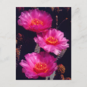 Blüten des Opuntia basilaris 2 Postkarte