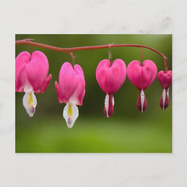 Blüten des tränenden Herzens Postkarte (Vorderseite)