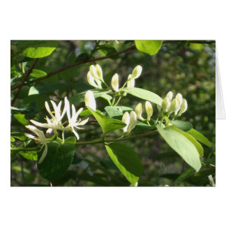 Blüten im Frühlingslicht