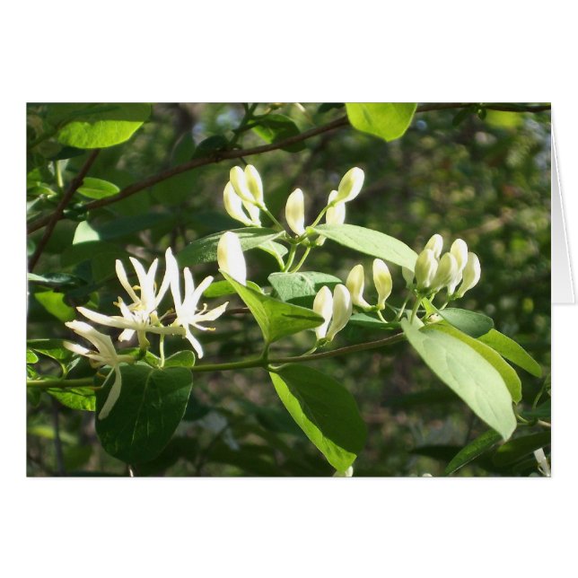 Blüten im Frühlingslicht (Vorderseite (Horizontal))