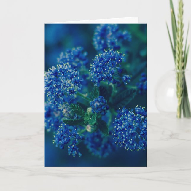 Blüten Karte (Vorderseite)