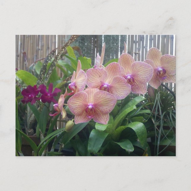 Blüten, Orchideen Postkarte (Vorderseite)