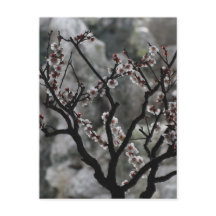 Blüten
