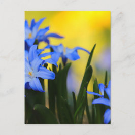 Blüten Postkarte