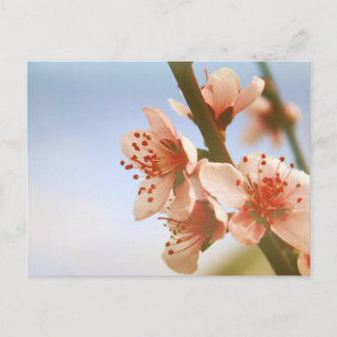 Blüten Postkarte