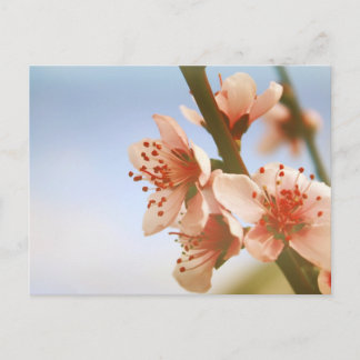 Blüten Postkarte