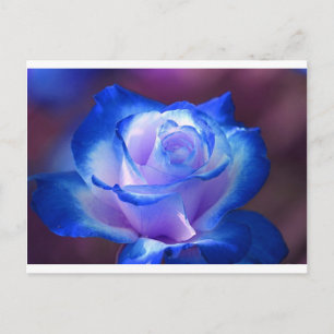 Blüten Reben Blütenblätter Rose Blume Blume blaue  Postkarte
