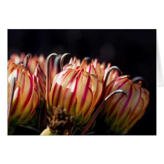 Blüten und Stacheln (Vorderseite (Horizontal))